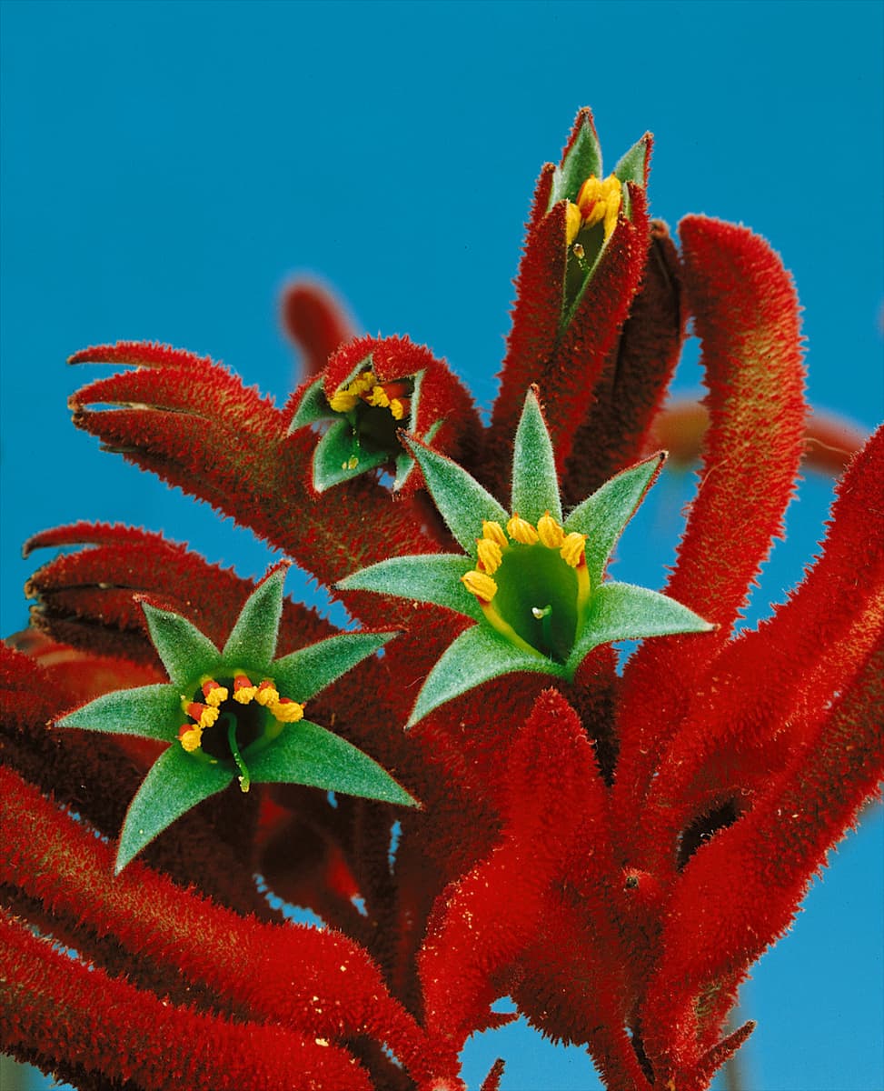 Anigozanthos flavidus Kängurupfote