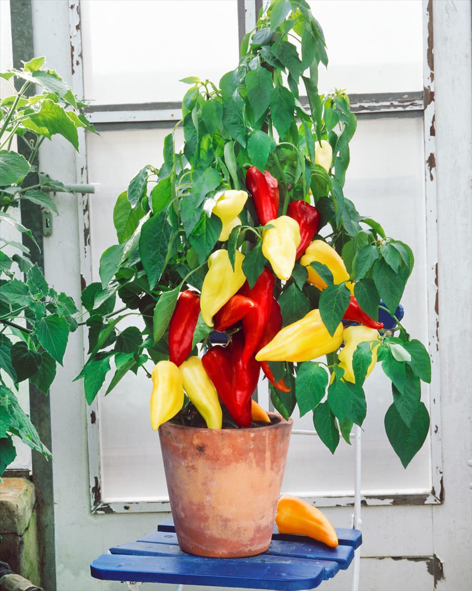 Capsicum annuum Hunor im Topf