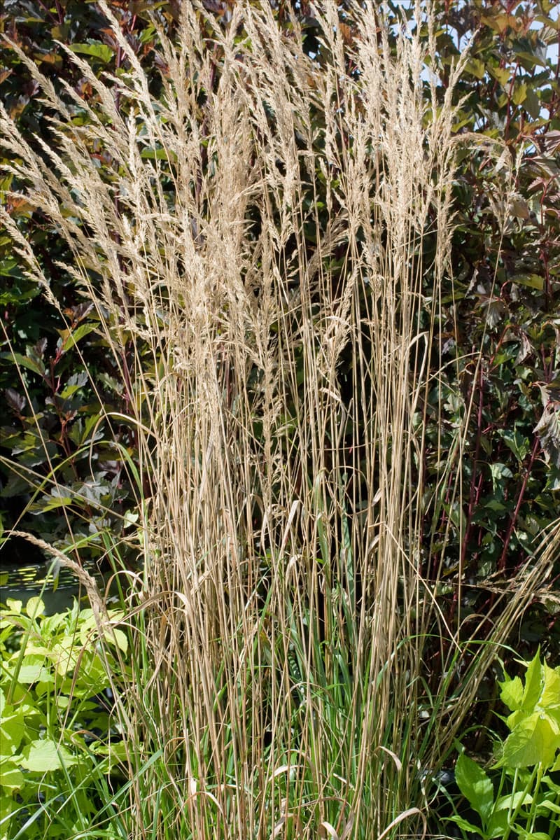 Calamagrostis x acutiflora 'Overdam' Gestreiftes Reitgras 'Overdam'