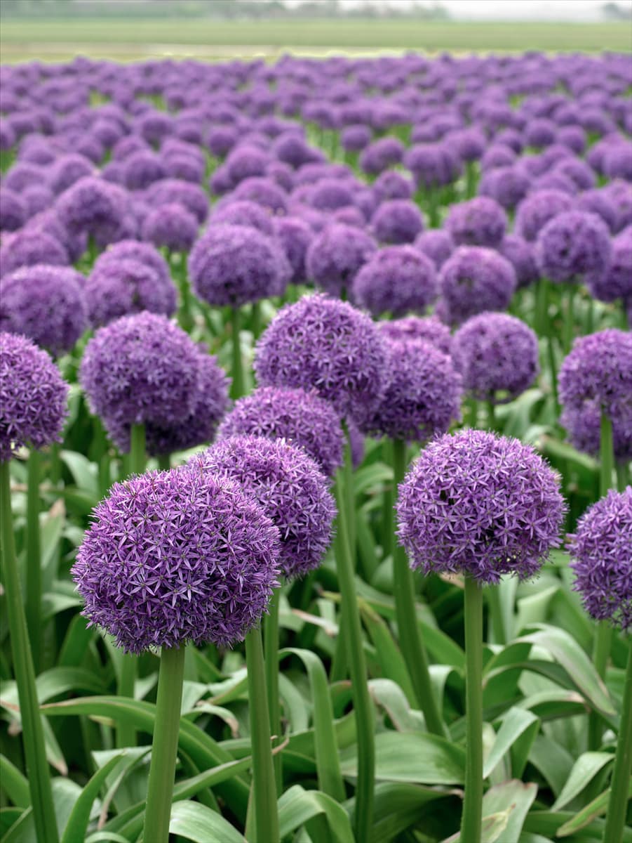Allium 'Globemaster' Garten-Zierlauch 'Globemaster'