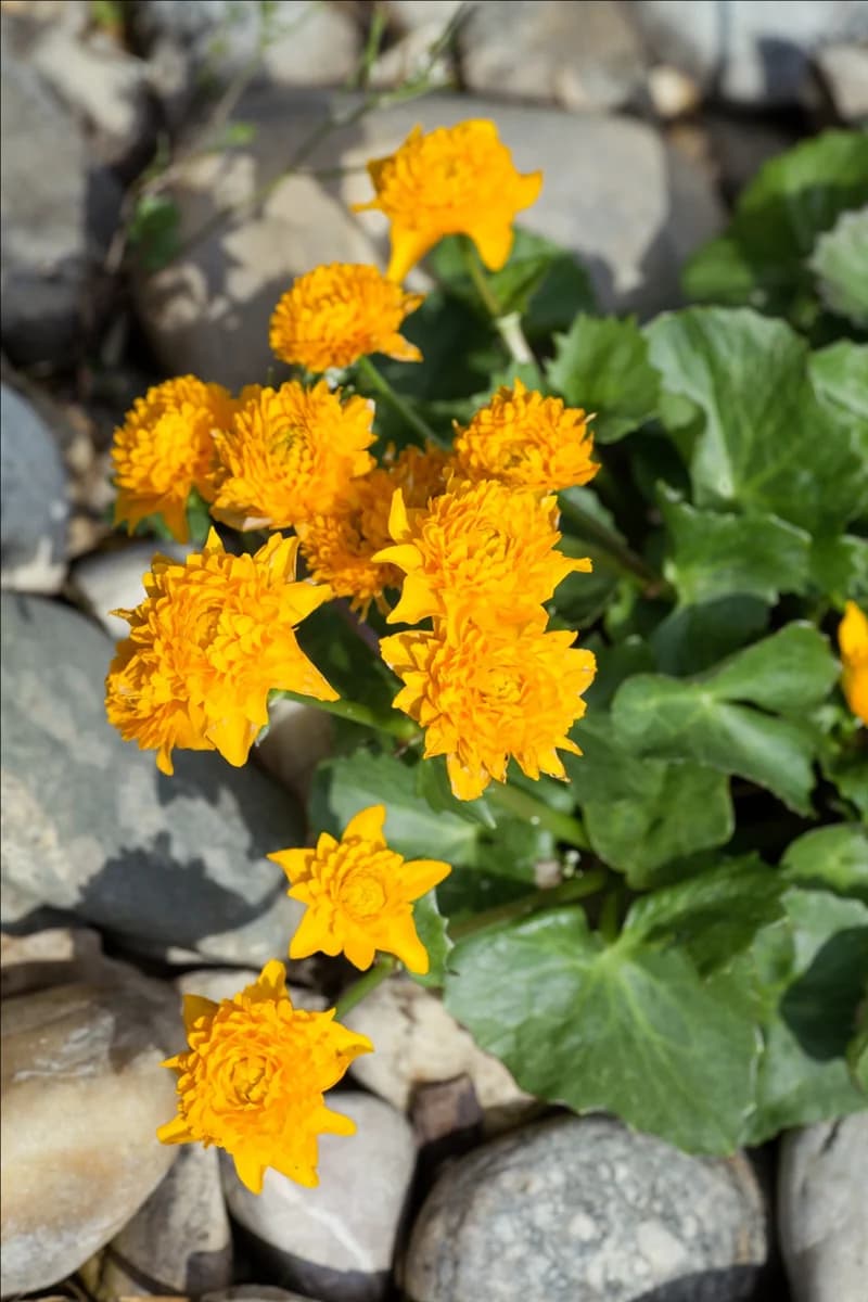 Caltha palustris Plena
