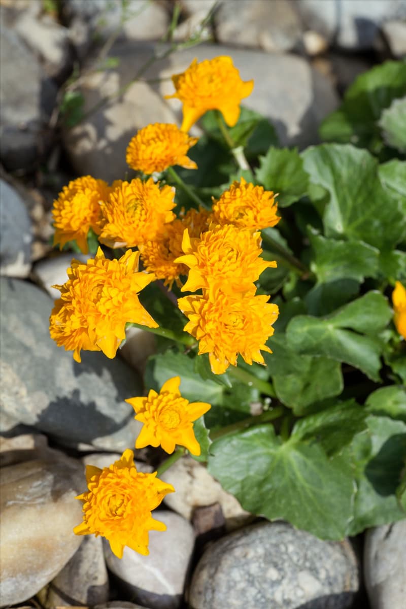 Caltha palustris 'Plena' Sumpfdotterblume 'Plena'