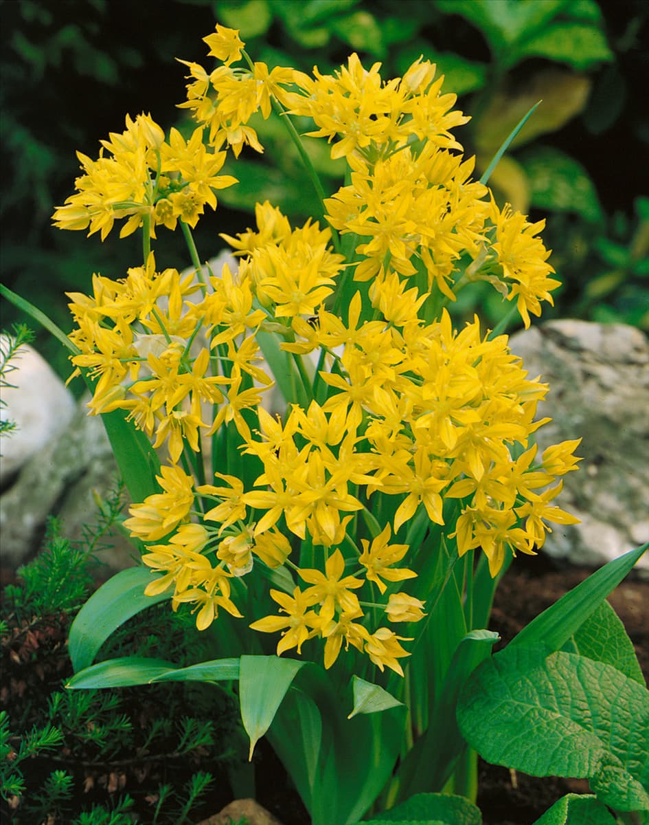 Allium moly Gold-Lauch