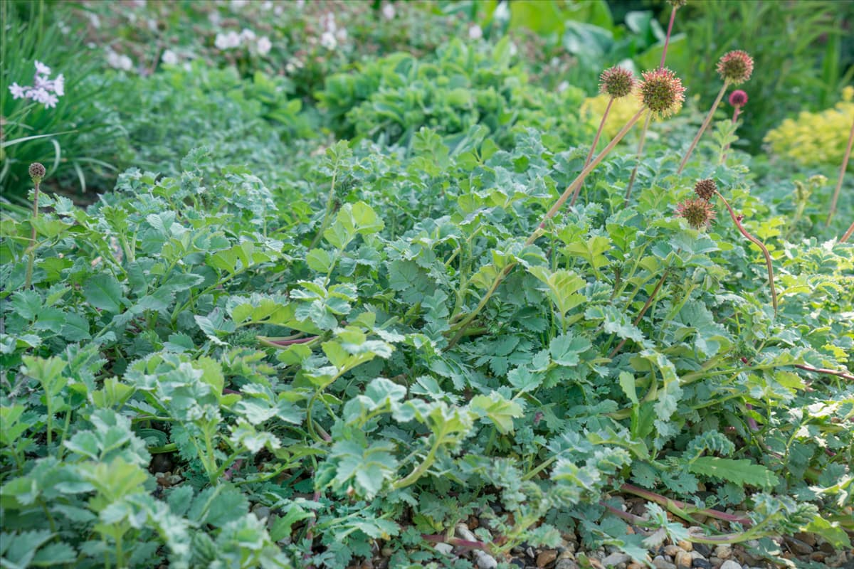 Acaena microphylla 'Grüner Zwerg' Garten-Stachelnüsschen 'Grüner Zwerg'