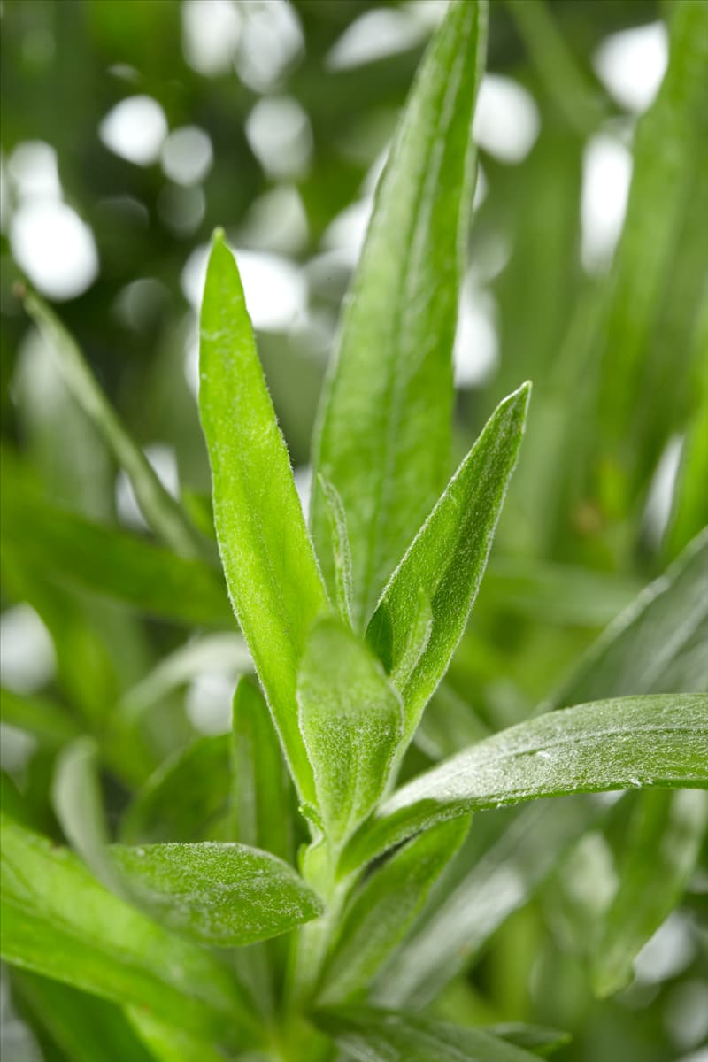 Artemisia dracunculus Russischer Estragon