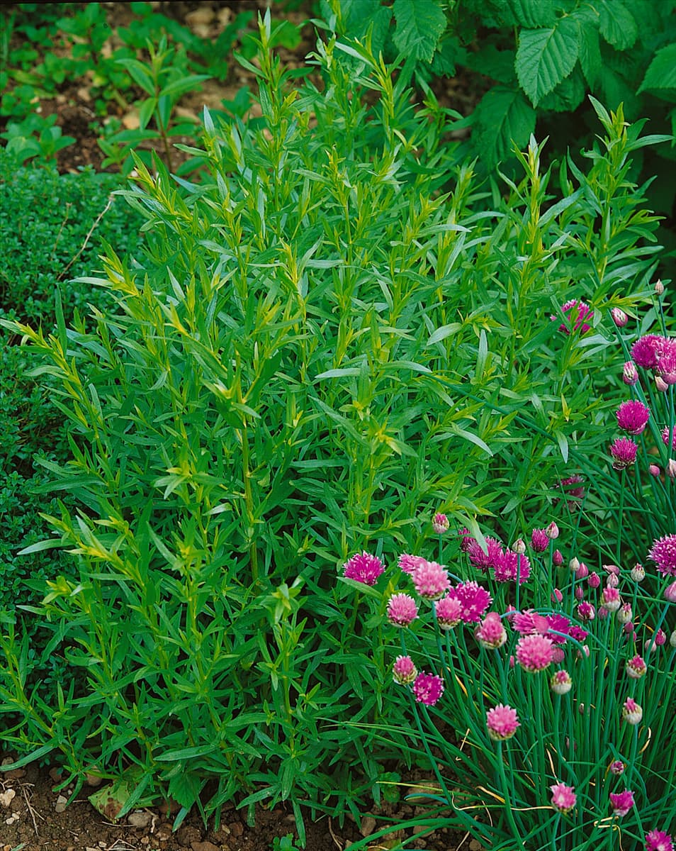 ARTEMISIA DRACUNCULUS FRANCAIS