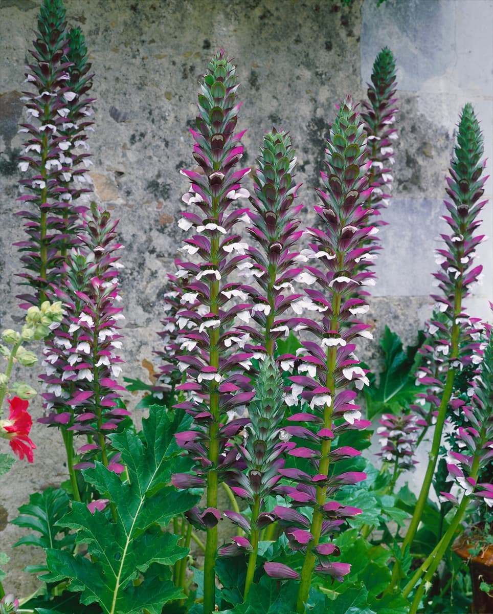 Acanthus mollis Weiche Bärentatze