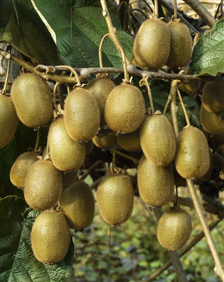 Actinidia deliciosa Jenny