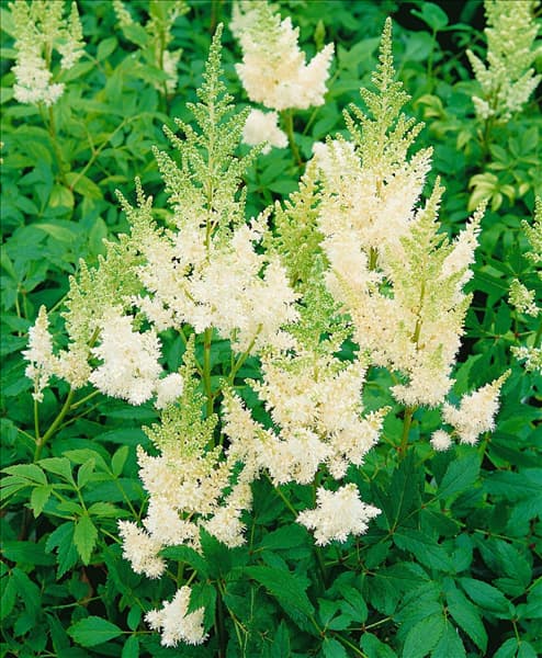 Astilbe x arendsii 'Weiße Gloria'