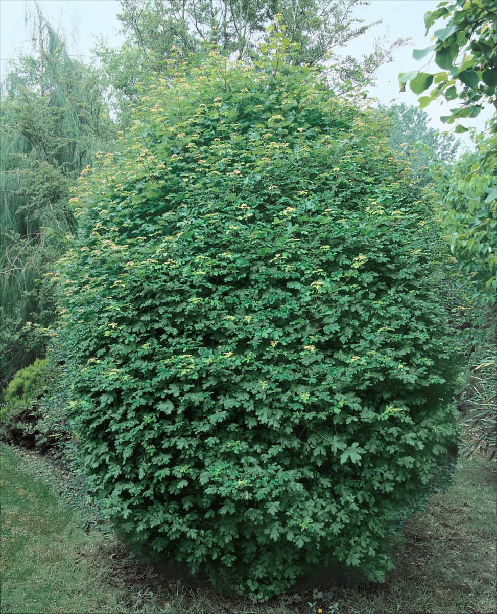 Acer campestre 'Anny`s Globe' Kugel-Feldahorn 'Anny`s Globe'