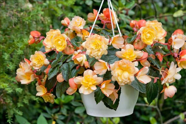 Begonia x tuberhybrida 'Rosana Champagner'
