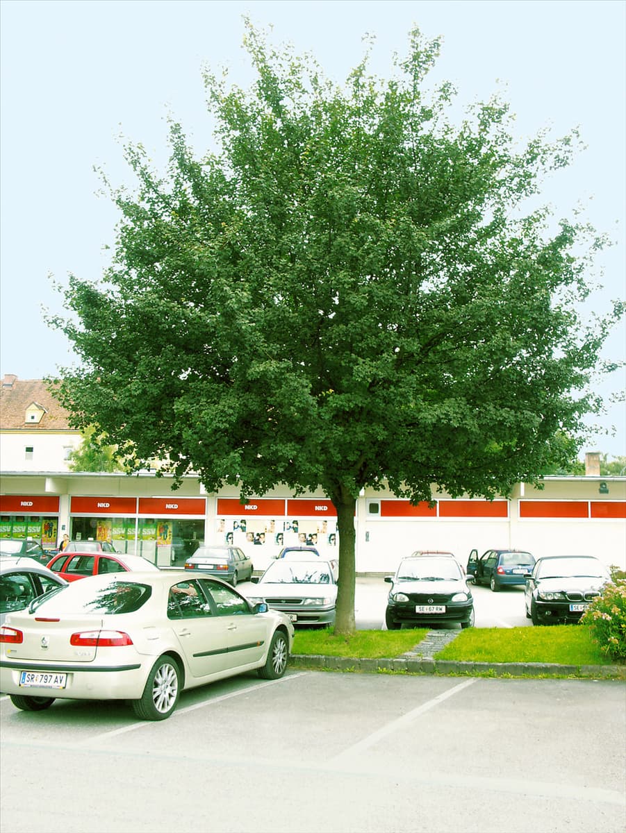 Acer campestre 'Elsrijk' Kegel-Feldahorn 'Elsrijk'