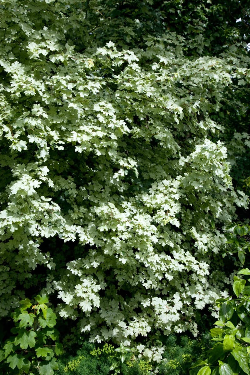 Acer campestre 'Pulverulentum' Weissbunter Feldahorn 'Pulverulentum'
