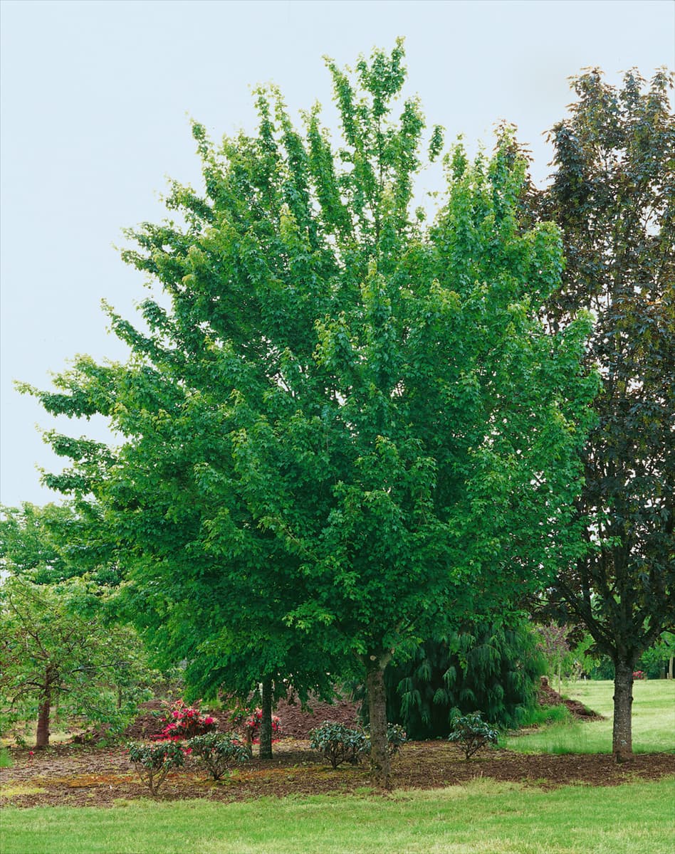 Acer campestre 'Schwerinii' Feldahorn 'Schwerinii'