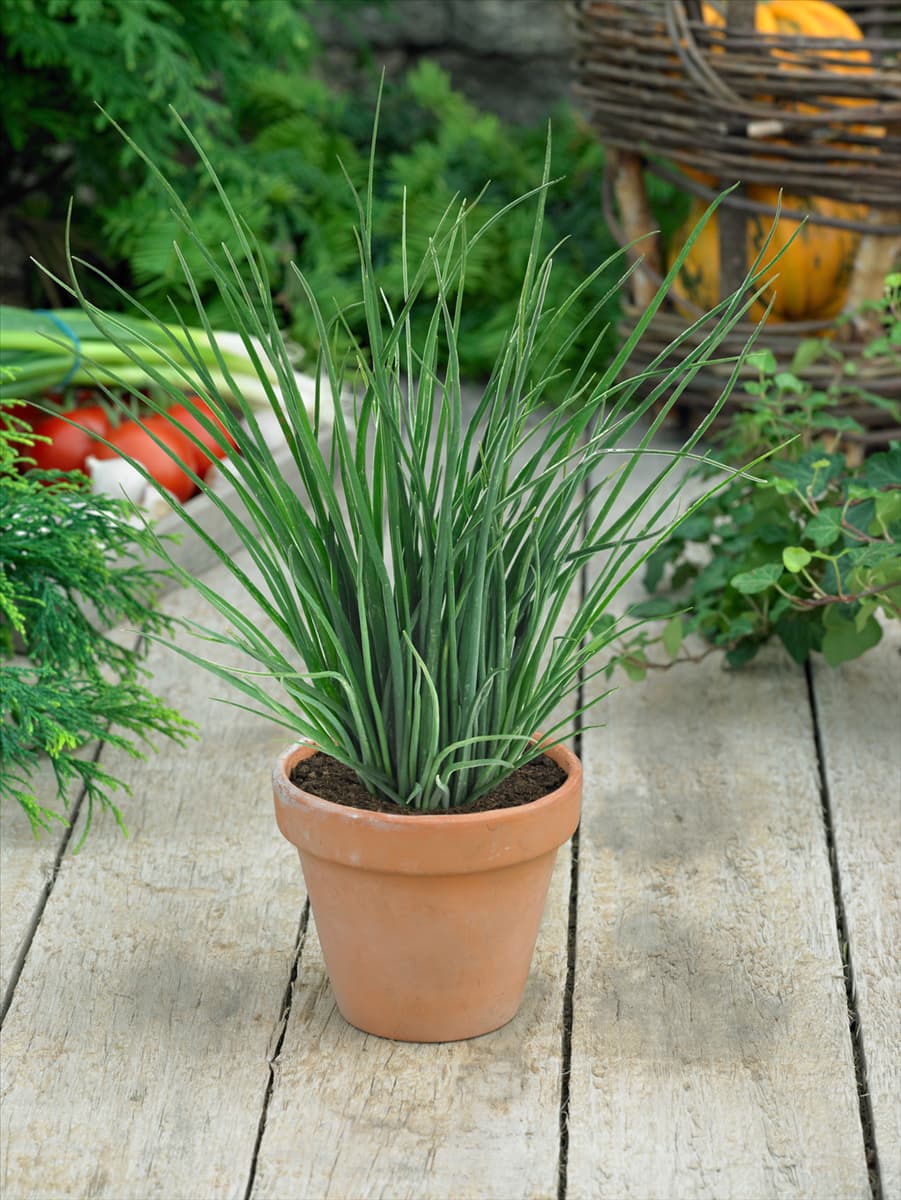 Allium schoenoprasum 'Staro' Schnittlauch 'Staro'