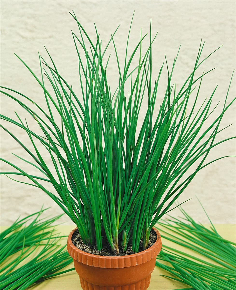 Allium schoenoprasum 'Twiggy' Schnittlauch 'Twiggy'