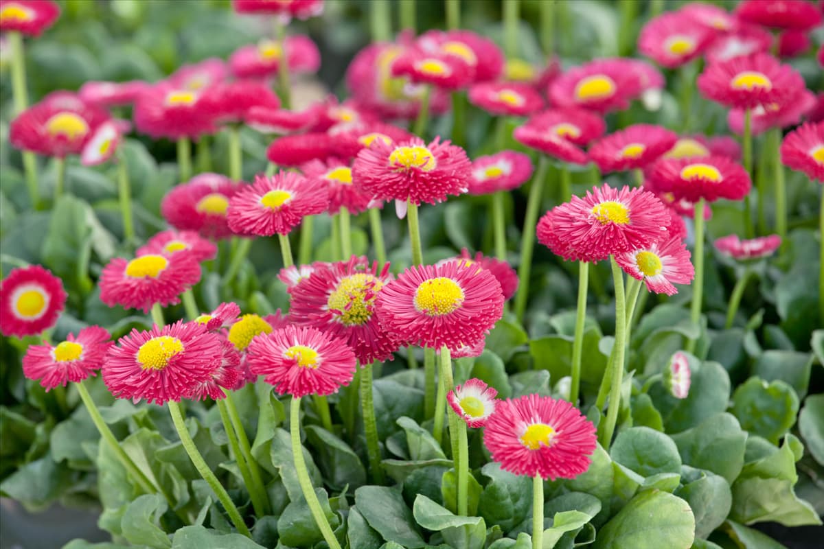 Bellis perennis Galaxy Rose