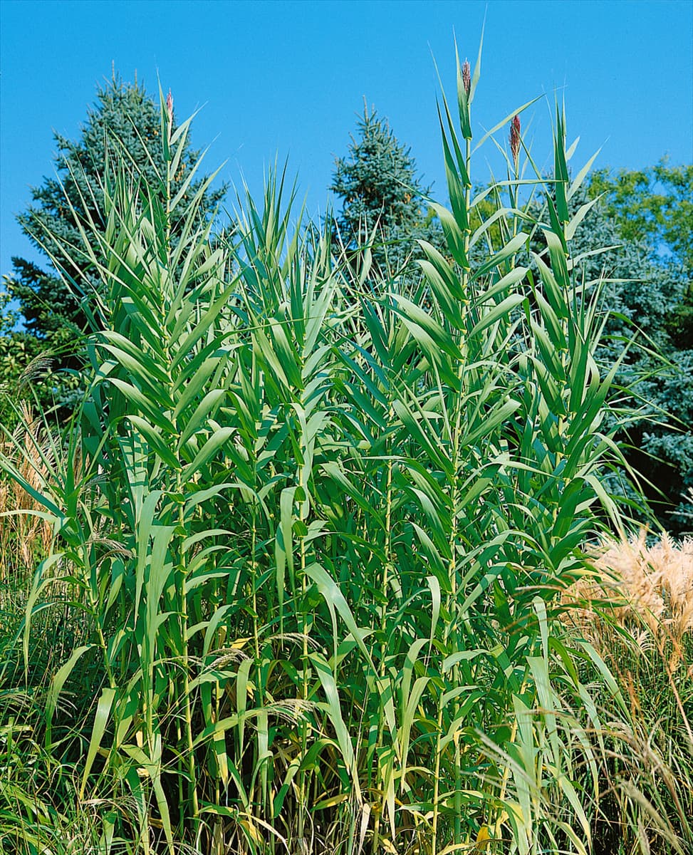 Arundo donax Pfahlrohr