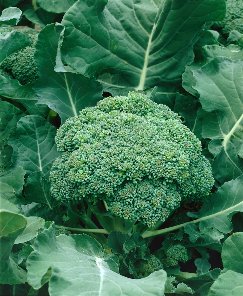 Brassica oleracea convar. botrytis var. italica Calabresse