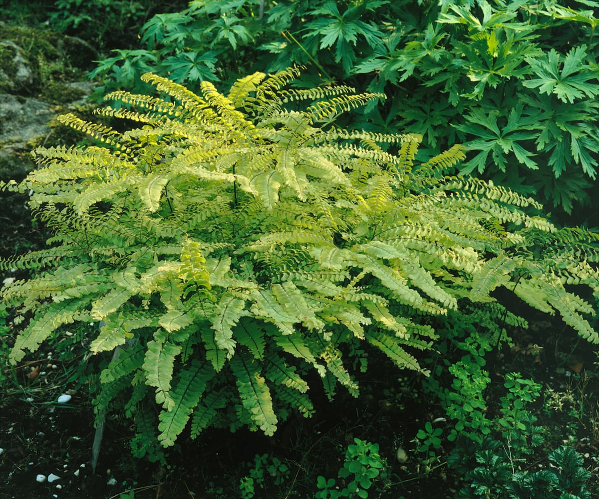 Adiantum pedatum Pfauenradfarn