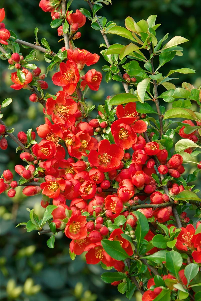 Chaenomeles japonica Cido Red (R)