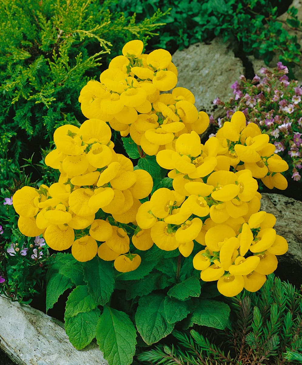CALCEOLARIA RUGOSA / YELLOW