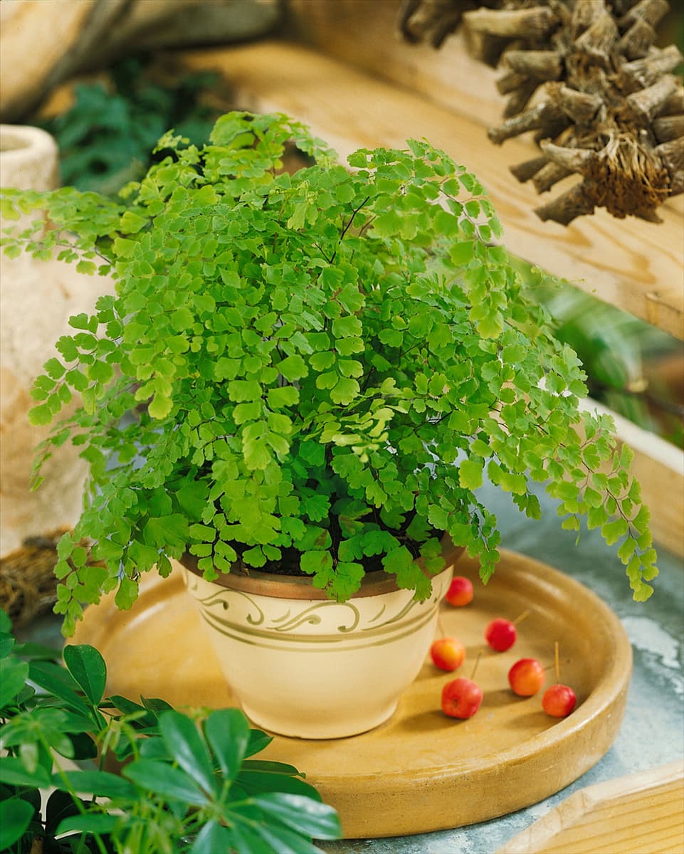 Adiantum raddianum Frauenhaarfarn