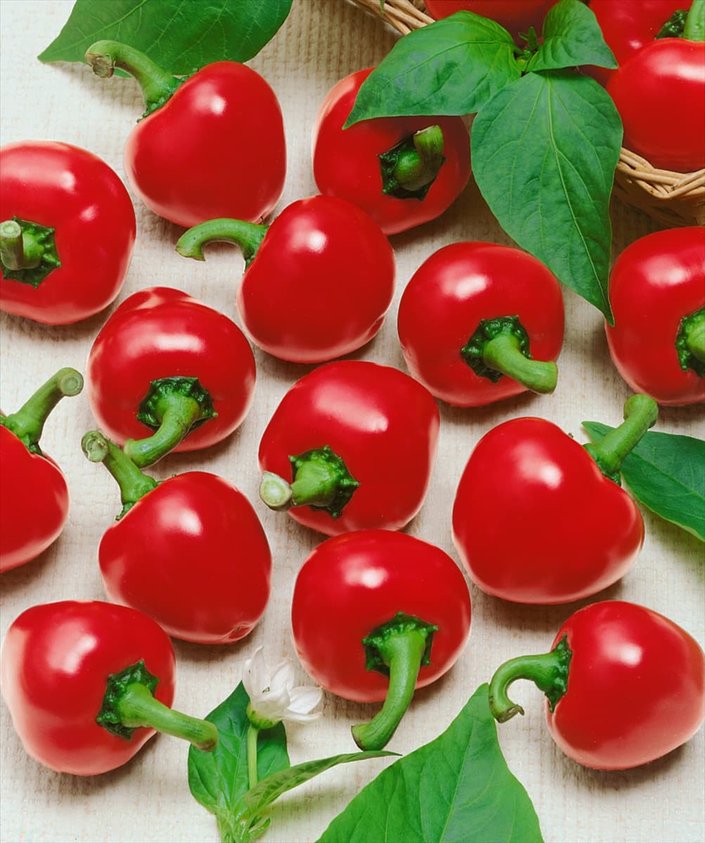 Paprika / Capsicum annuum Topgirl