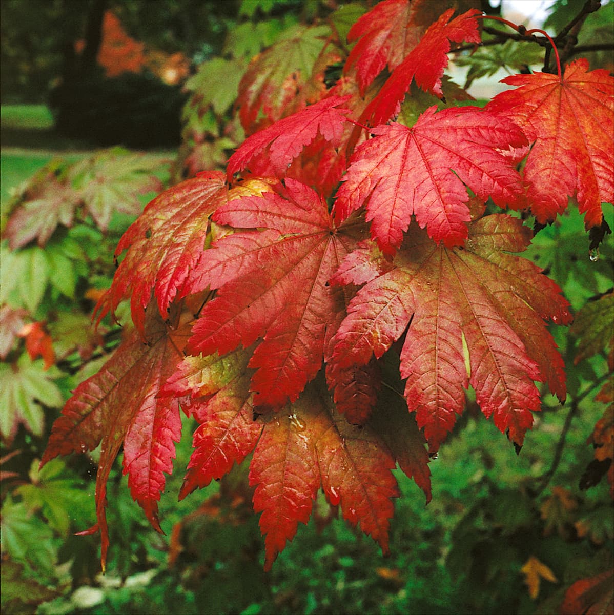 ACER JAPONICUM VITIFOLIUM
