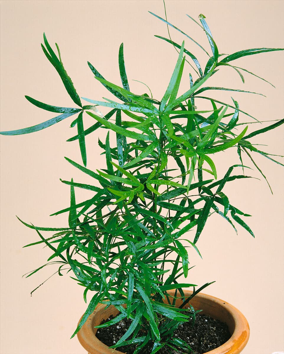 Asparagus falcatus Zier-Spargel