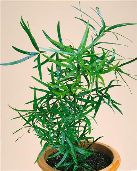 Asparagus falcatus