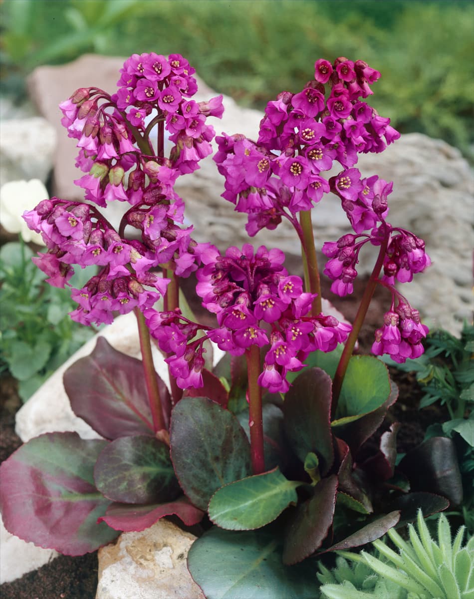 Bergenia cordifolia Eroica
