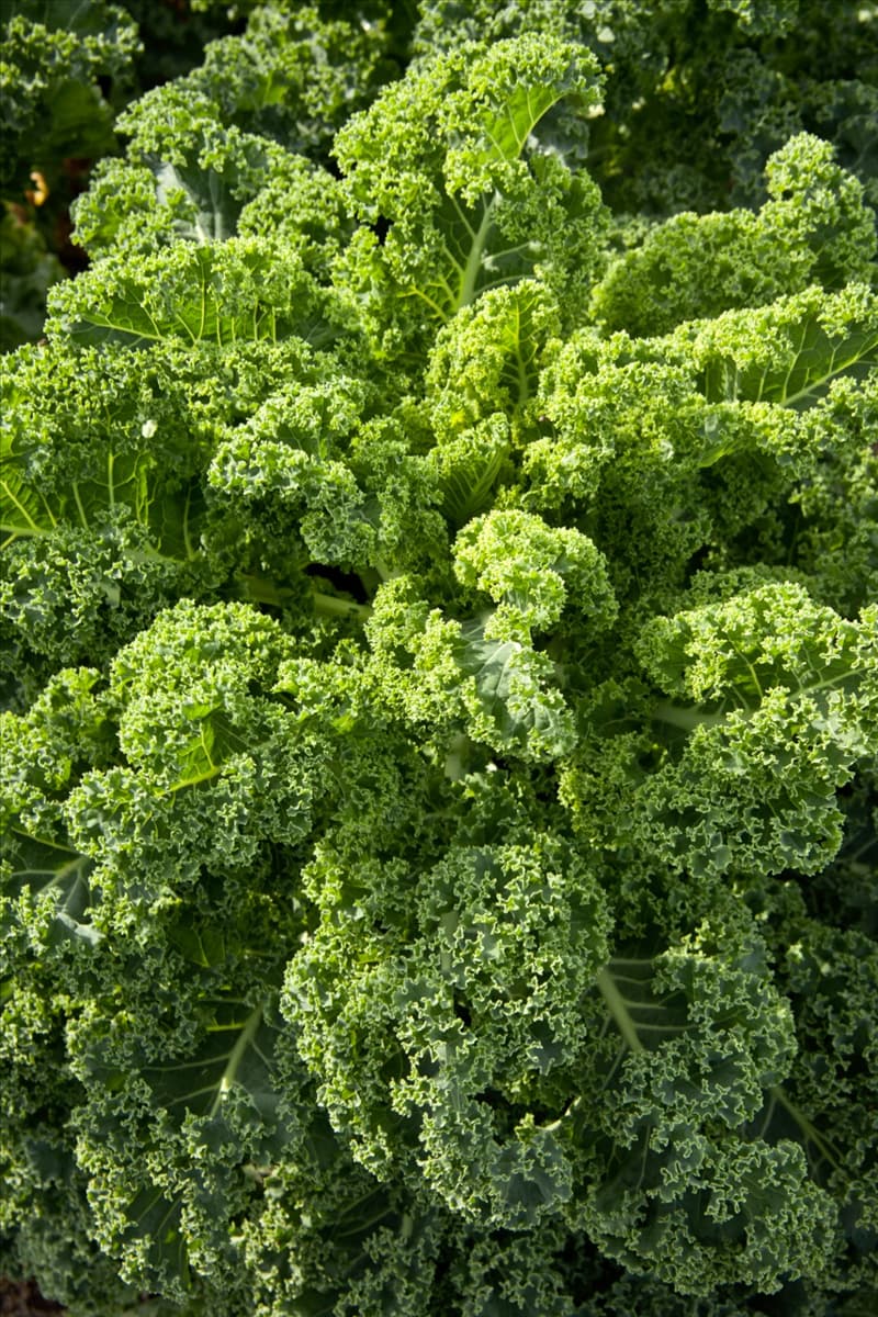 Brassica oleracea var. sabellica Frostara