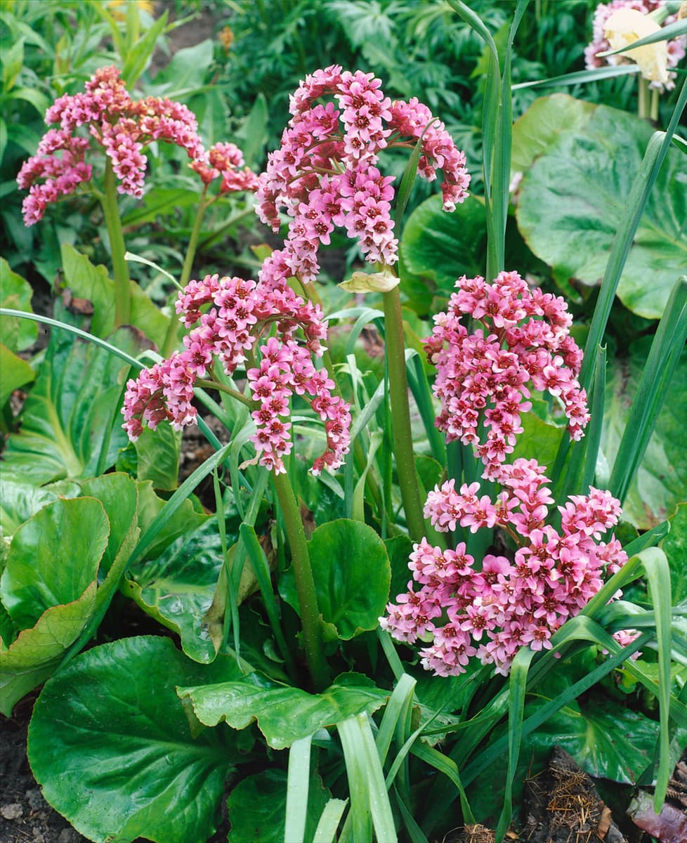 Bergenia cordifolia rose