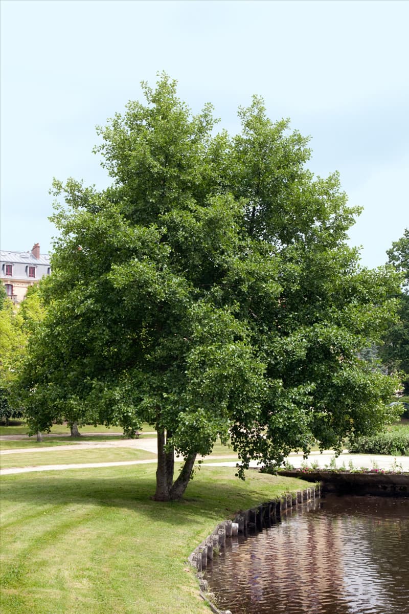 Alnus glutinosa