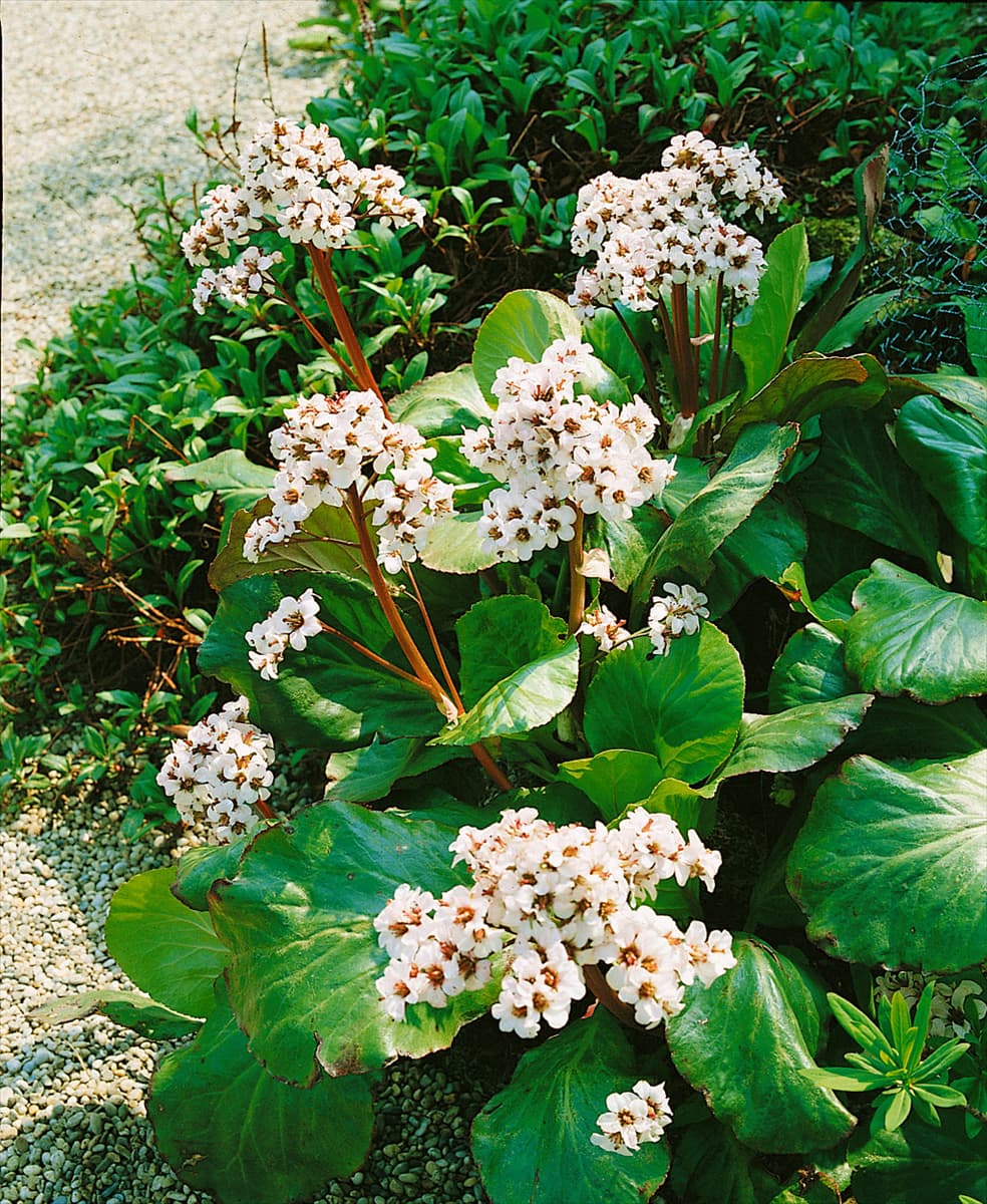 Bergenia cordifolia Silberlicht