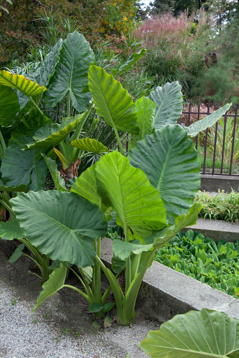 Alocasia lauterbachiana Pfeilblatt
