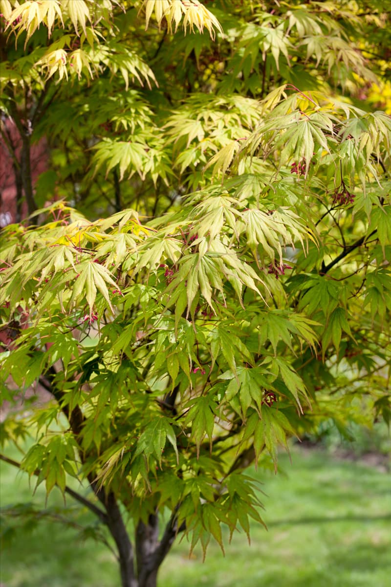 Acer palmatum Autumn Glory