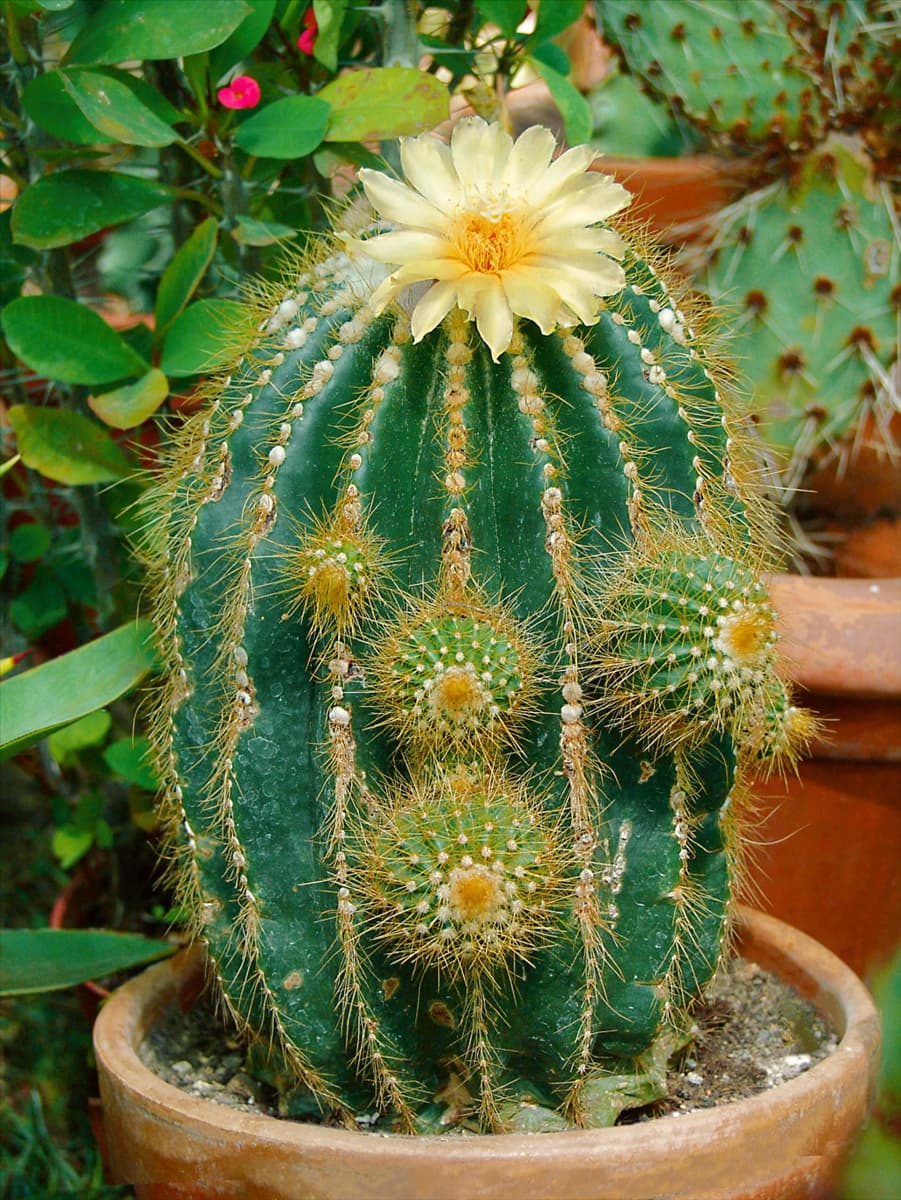 Astrophytum Astrophytum