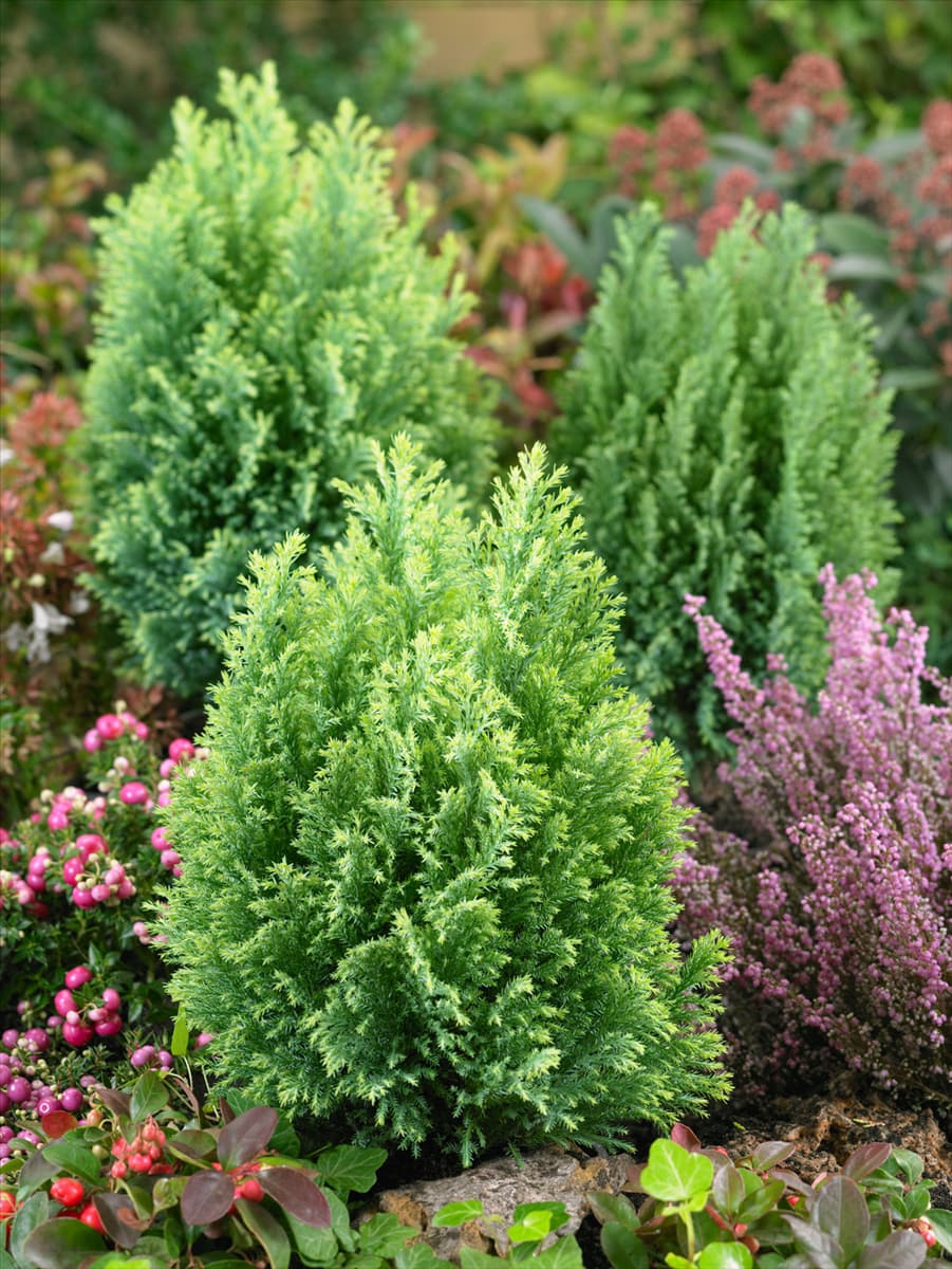 Chamaecyparis lawsoniana Cream Glow