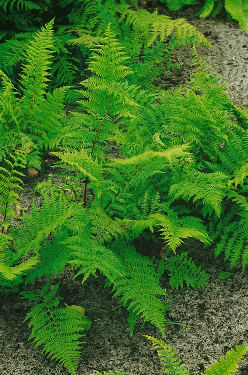 Athyrium filix-femina 'Rotstiel' Rotstieliger Frauenfarn 'Rotstiel'