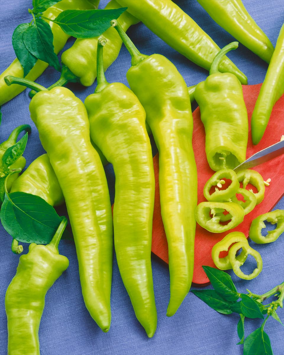 Peperoni / Capsicum annuum Longum-Grp. Elefantormany