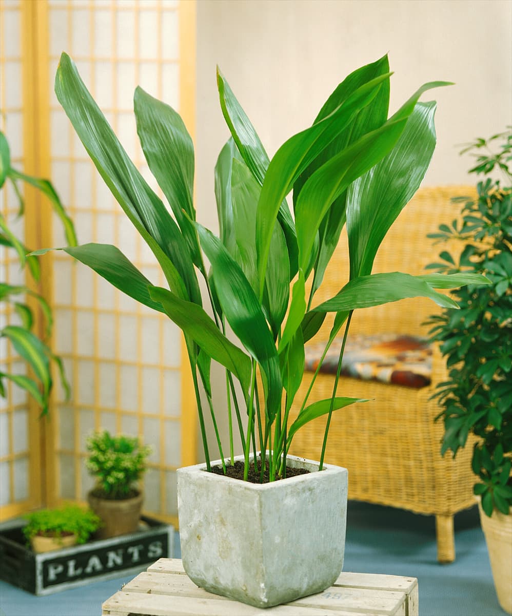 Aspidistra elatior Schusterpalme