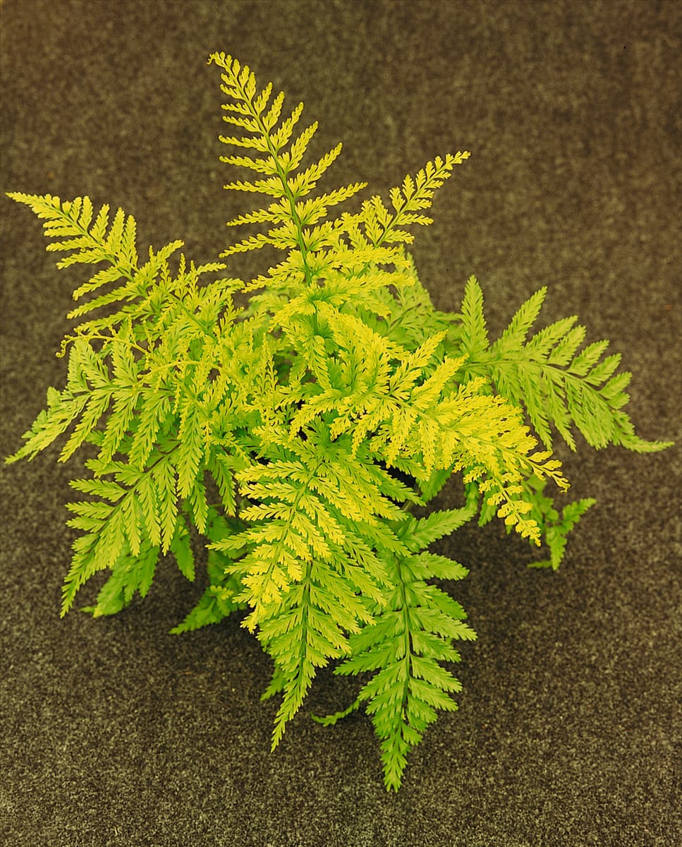 Asplenium bulbiferum Streifenfarn
