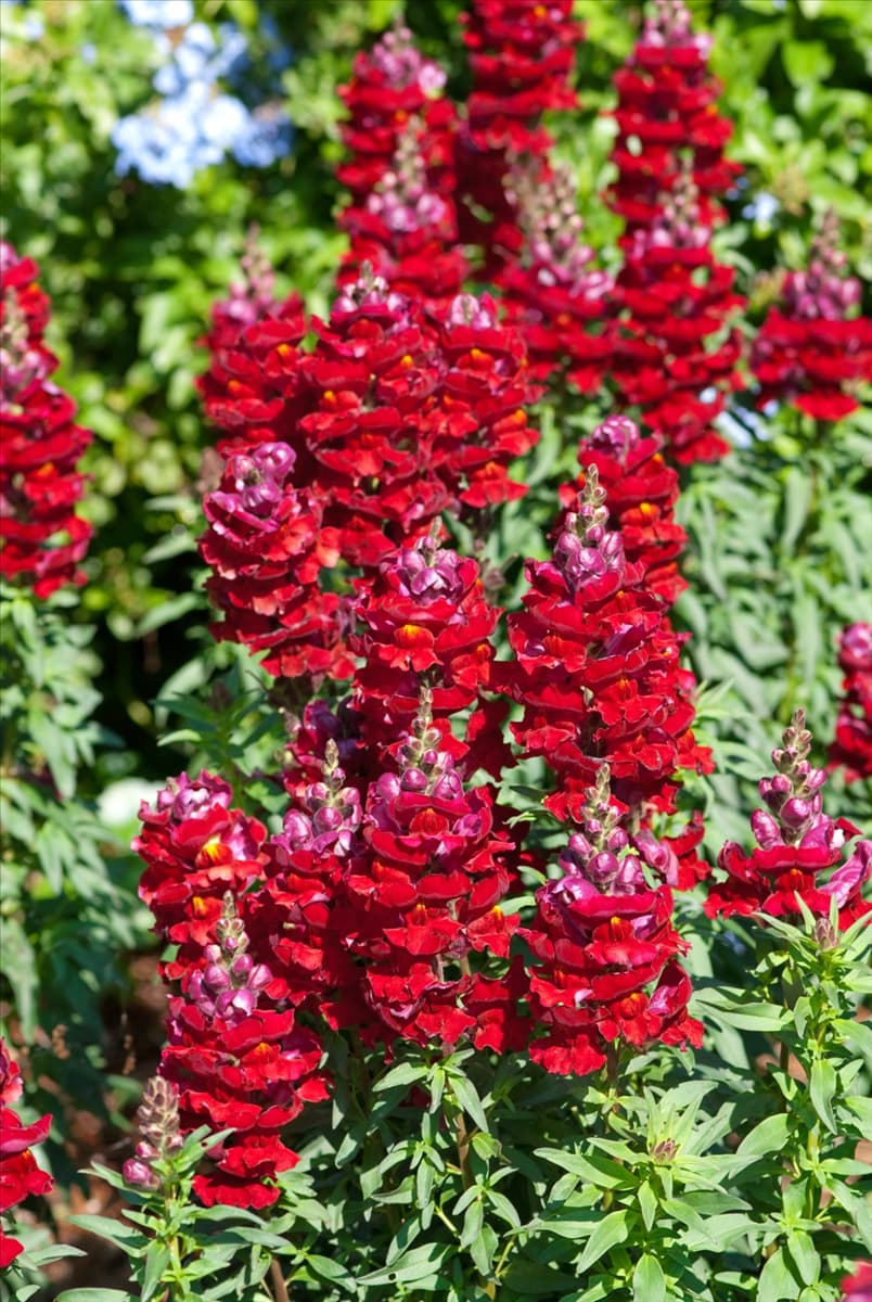 Antirrhinum majus 'Sonnet' Großes Löwenmaul 'Sonnet'