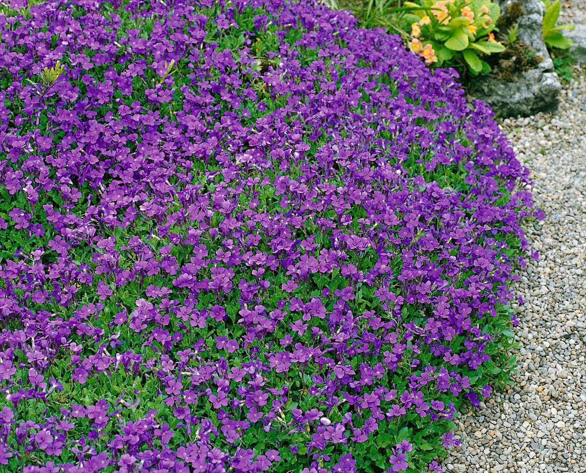 Aubrieta deltoidea blue
