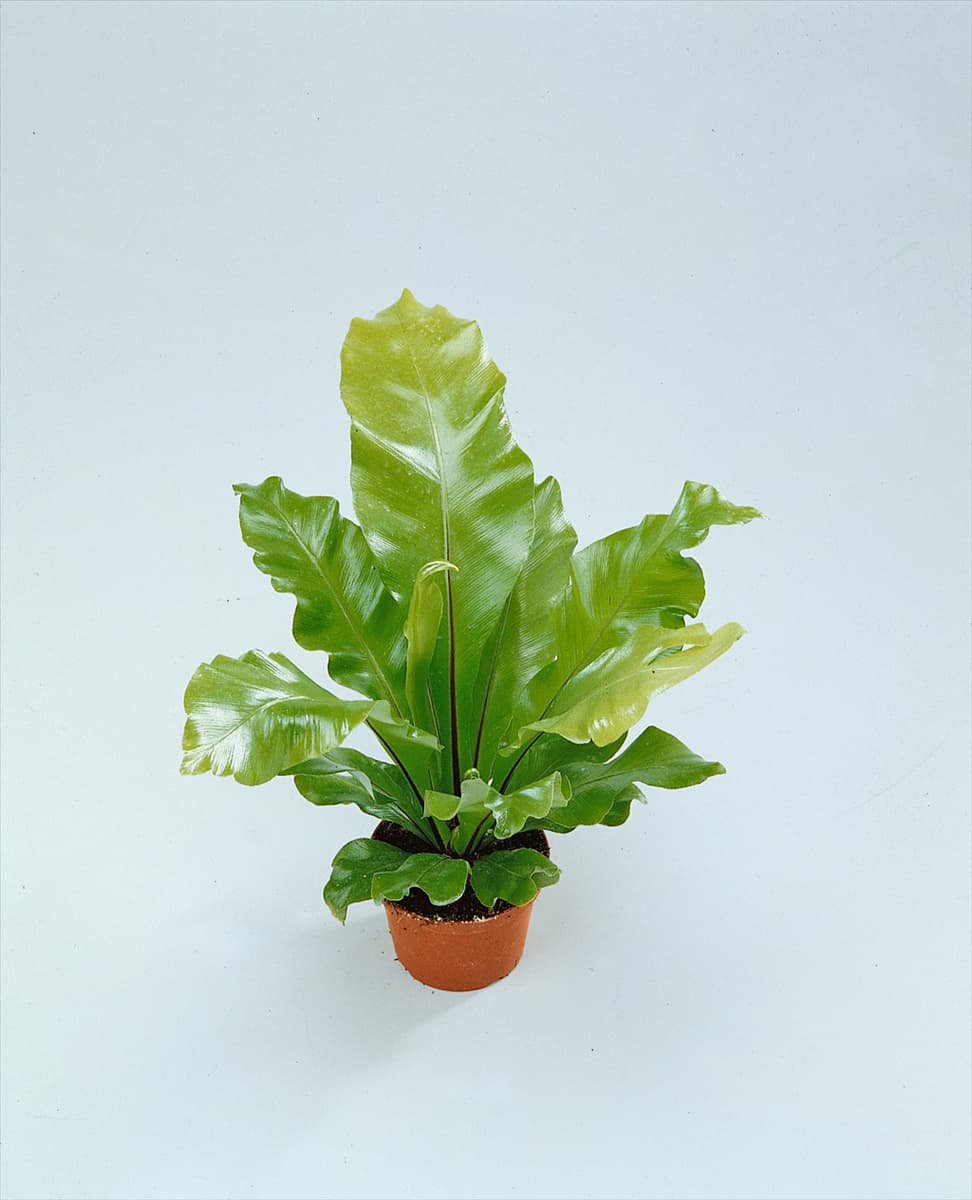 Asplenium nidus 'Crispy Wave' Nestfarn 'Crispy Wave'