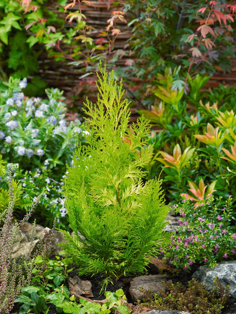 Chamaecyparis lawsoniana Ivonne