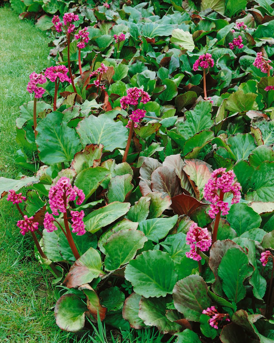 Bergenia cordifolia Winter Glow / Winterglut