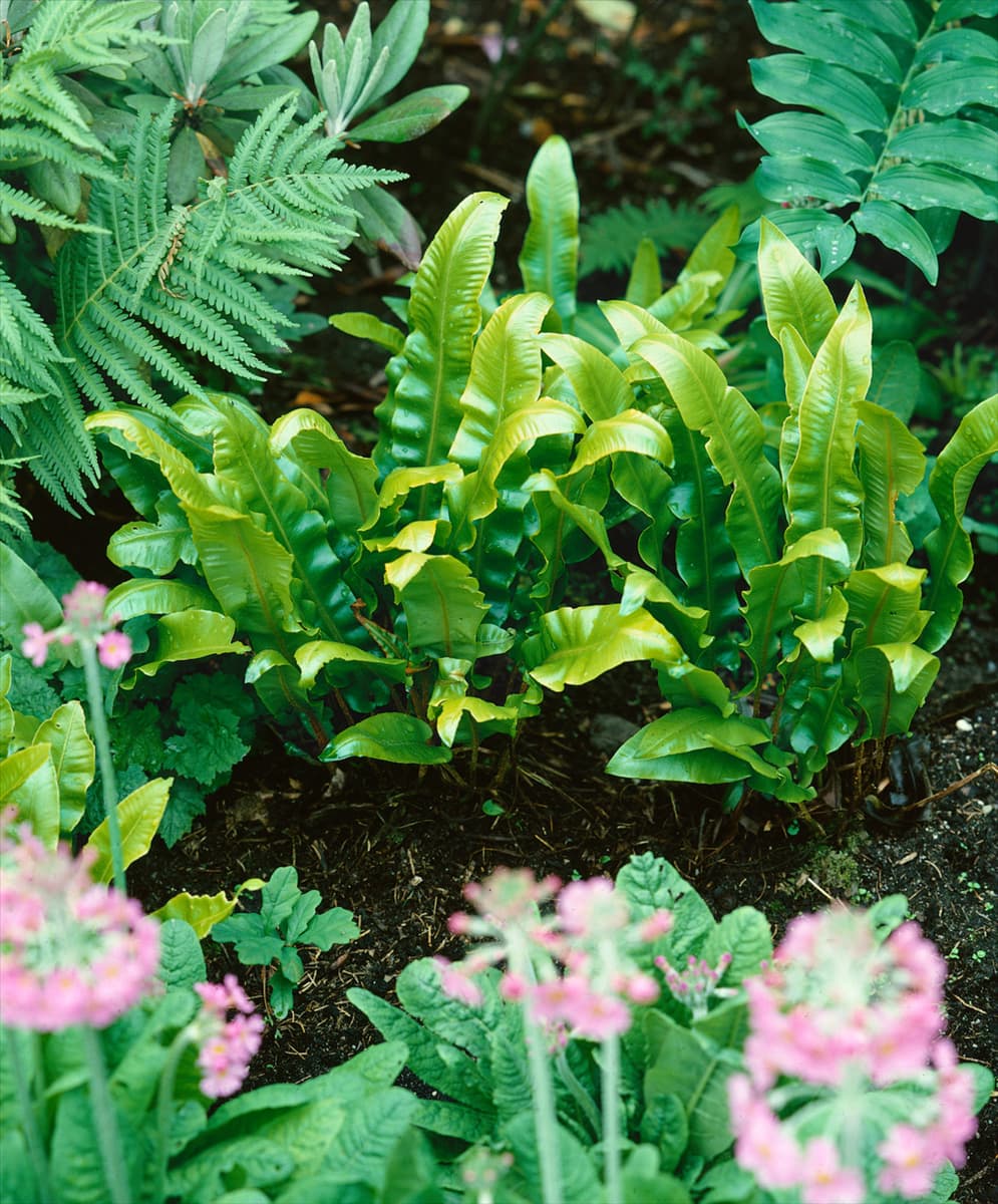 Asplenium scolopendrium 'Cristatum' Hirschzungenfarn 'Cristatum'